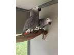 JDHH marvelous Light African Grey Parrots Available