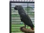 HHDG Quick Lover African Grey Parrots