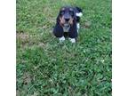Basset Hound Puppy for sale in Fayetteville, TN, USA