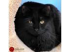 Adopt Firefly a All Black Domestic Longhair (long coat) cat in St.