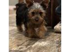 Yorkshire Terrier Puppy for sale in Albany, LA, USA