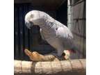 JHGKHJ Home Raise African Grey Parrots