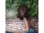 Poodle (Toy) Puppy for sale in Magee, MS, USA