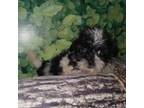 Shih Tzu Puppy for sale in Magee, MS, USA