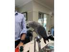 GRH Straight African Grey Parrot Availblle