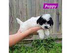 Shih-Poo Puppy for sale in Madison, IN, USA