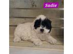 Shih-Poo Puppy for sale in Madison, IN, USA