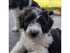Mutt Puppy for sale in Bixby, OK, USA