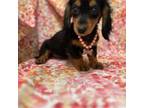 Dachshund Puppy for sale in Merritt Island, FL, USA
