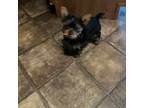 Yorkshire Terrier Puppy for sale in Saluda, SC, USA