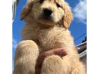 Golden Retriever Puppy for sale in Fallbrook, CA, USA