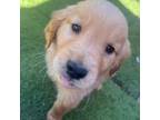 Golden Retriever Puppy for sale in Fallbrook, CA, USA