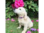 Golden Retriever Puppy for sale in Puyallup, WA, USA