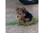 Yorkshire Terrier Puppy for sale in Guin, AL, USA