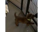 Labrador Retriever Puppy for sale in Ruckersville, VA, USA