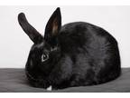 Adopt Almond / Oat a Other/Unknown / Mixed (short coat) rabbit in Pflugerville