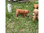 Goldendoodle Puppy for sale in Livingston, TX, USA