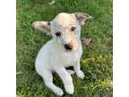 Australian Cattle Dog Puppy for sale in Ontario, CA, USA