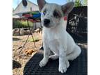 Australian Cattle Dog Puppy for sale in Ontario, CA, USA