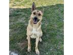 Adopt Athena a Tan/Yellow/Fawn German Shepherd Dog / Mixed Breed (Large) / Mixed