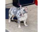 French Bulldog Puppy for sale in San Antonio, TX, USA