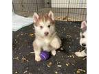 Siberian Husky Puppy for sale in Elizabethtown, KY, USA