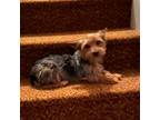 Yorkshire Terrier Puppy for sale in Richlands, VA, USA