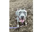 Adopt Riley a Gray/Blue/Silver/Salt & Pepper Terrier (Unknown Type