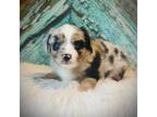 Miniature Australian Shepherd Puppy for sale in Opelika, AL, USA