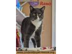 Adopt Reno a Domestic Shorthair / Mixed cat in Mission, TX (34104826)