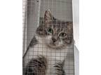 Adopt Oliviana a British Shorthair (short coat) cat in Mission, TX (36436343)