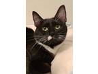 Adopt Tulip a Black & White or Tuxedo Domestic Shorthair / Mixed cat in