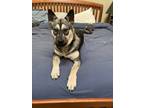Adopt Pepper a Black Siberian Husky / Pit Bull Terrier dog in Brewster