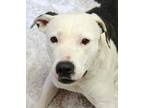 Adopt Dezi (SC) a White - with Black American Pit Bull Terrier dog in San