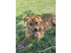 Adopt Chowder a Brown/Chocolate Mixed Breed (Medium) dog in Xenia, OH (35891212)