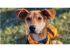 Adopt Bean a Red/Golden/Orange/Chestnut Ibizan Hound dog in Houston