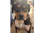 Adopt BIG GIRL a Black - with Tan, Yellow or Fawn Boxer / Rottweiler dog in Ola