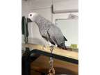 KJD Young Talking African Grey Parrots Available