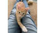 Adopt Cash a Orange or Red Tabby Domestic Shorthair (short coat) cat in Mission