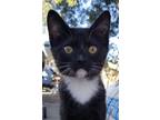 Adopt Merriweather a Black & White or Tuxedo Domestic Shorthair (short coat) cat