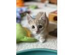 Adopt Gin a Orange or Red (Mostly) Domestic Mediumhair (medium coat) cat in