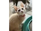 Adopt Scoop a Orange or Red (Mostly) Domestic Mediumhair (medium coat) cat in