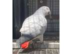 HHF Playful Mixed African Grey Parrots Available