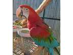 JKGG Clear Looking Green Wings Parrots Available