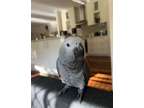 KJFKJ Cute And Playful African Grey Parrots Ready