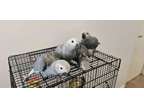 JKK Young African Grey Parrots Avaiable and ready