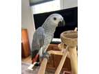 parrots birds african grey