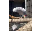 JHGG Speaking African Grey Parrots