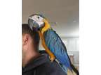 HJJ Blue And Gold Macaw Parrots Ready