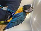 JGGJG Rotating Blue And Gold Macaw Parrots